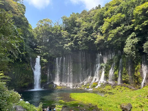 自然のシャワーカーテン、いらっしゃい