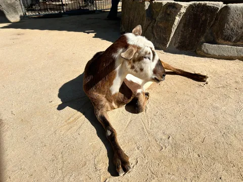 砂地で静かに眠るヤギ