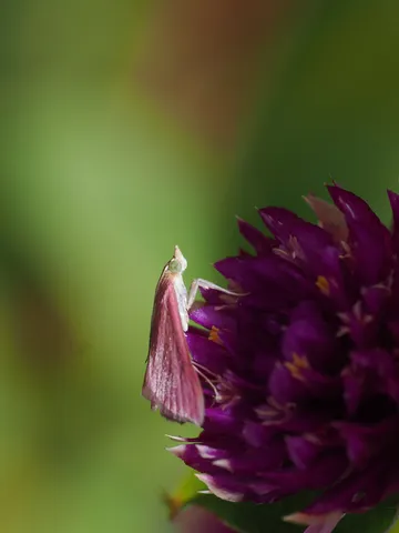 紫の花に潜む微光の影