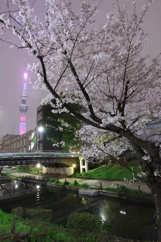桜とスカイツリー、どっちが主役？