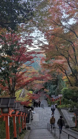 燃える紅葉と石畳の参道