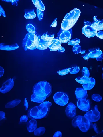 癒しの青、クラゲたちの海中散歩