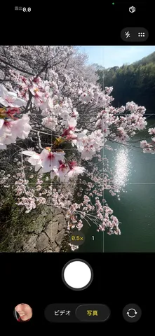 川辺に咲く桜の光景