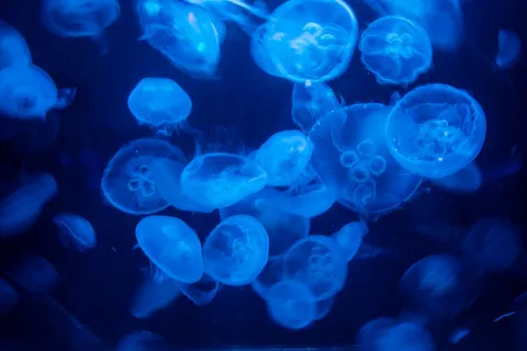 青の海を漂う静謐