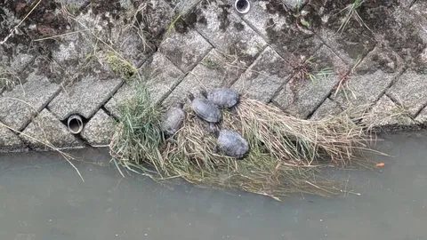 川辺の甲羅干し、亀たちの集会