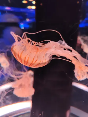 灯りを纏う海の華