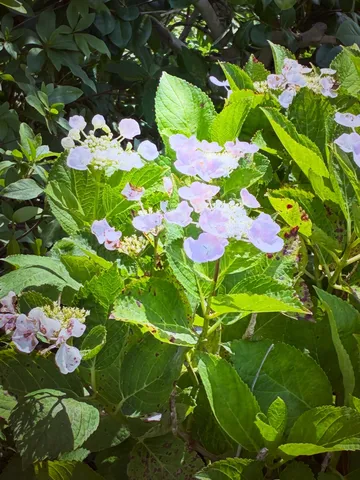 淡い光に染まる、紫陽花の静けさ