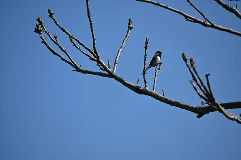 木漏れ日と一羽の鳥