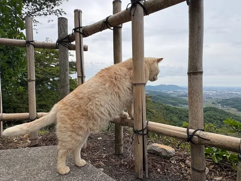 猫が見下ろす、広がる街並み