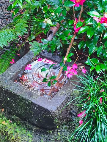 雨滴と椿の静寂