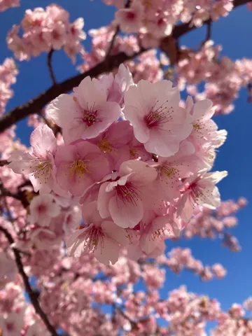 春の訪れ、桜色の空