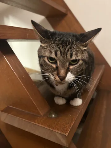 階段の隙間にいる猫