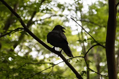 黒い影の森の囁き
