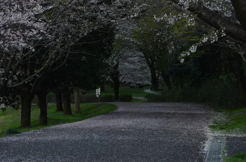 桜散る道、静かなひととき