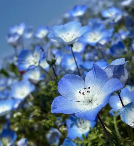青い絨毯に咲く小さな花