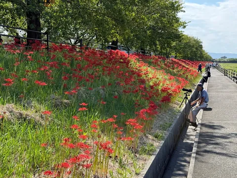 赤い花と風景の小道