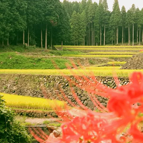 黄と赤の段々風景