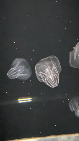 暗闇に浮かぶ神秘の輝き
