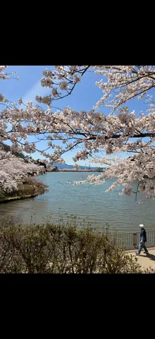 桜と風を渡る水辺散歩