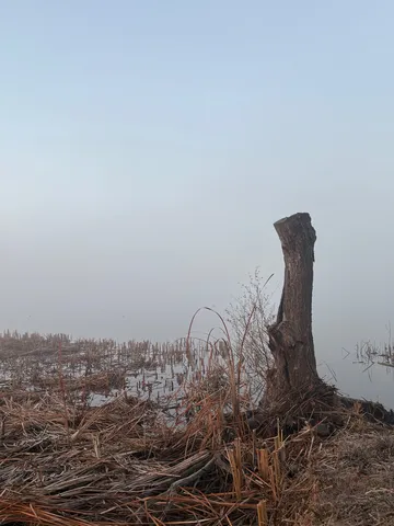 霧に佇む残された幹