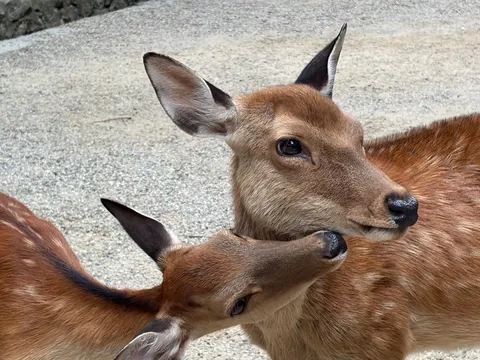 鹿さんの密会？
