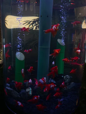 赤い金魚と泡の水中舞台