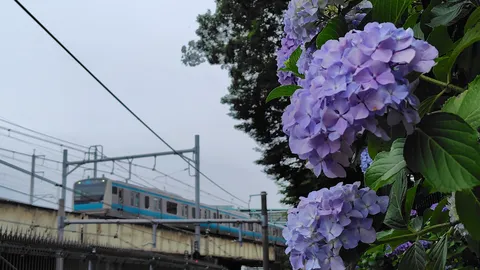 電車と紫陽花の季節