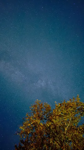 夜空と木々の静寂
