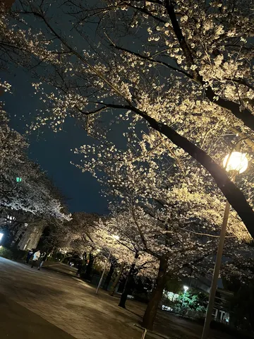 光と影の夜桜並木
