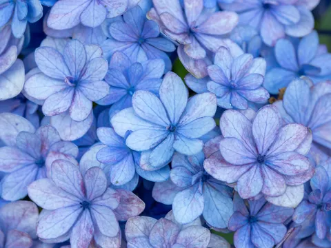 青い紫陽花の幻想的な世界