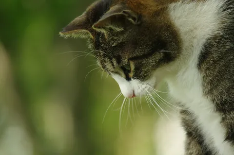 猫ちゃんのふわりとした毎日
