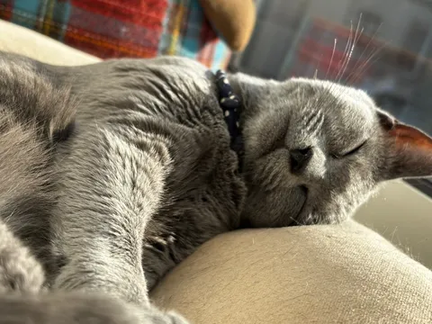 まどろむ猫の静かな時間