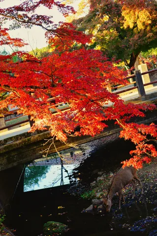 紅葉の橋と、水辺に憩う鹿