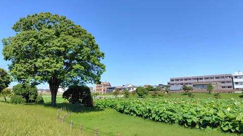 青空と緑、水辺のコントラスト