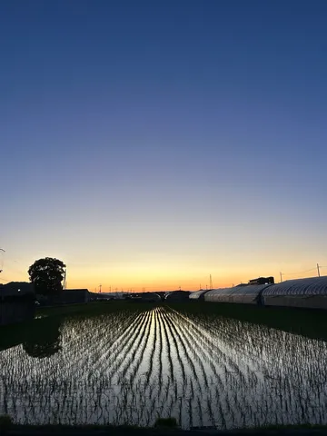 水田に映る夕焼け空