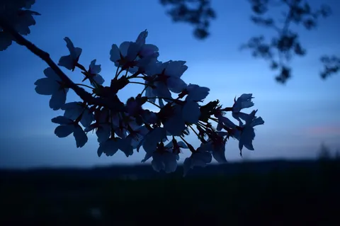 夜空に浮かぶ桜のシルエット