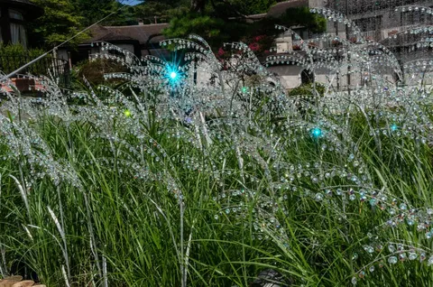 きらめく水滴、風に揺れる光