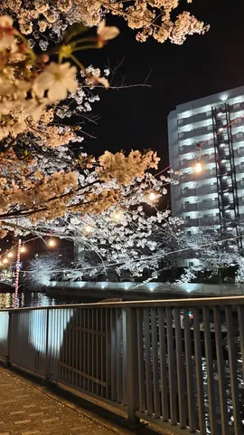 夜桜の川辺の灯り