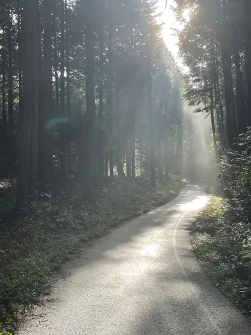 樹間に差す光の道