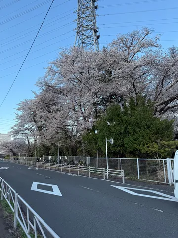 春の訪れ、電波塔と桜並木