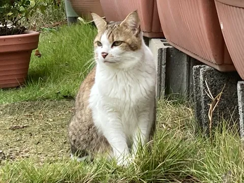 草むらと物陰の猫