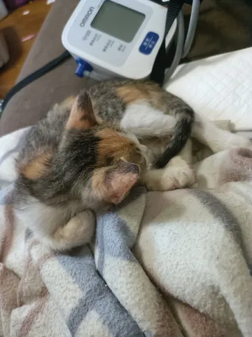 ねむねむ子猫と健康見守り