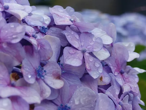 雨粒がくれた紫の花束