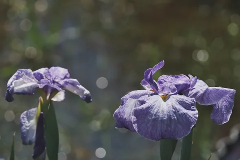 風に揺れる紫の神秘