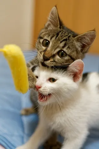 猫、じゃらしに夢中