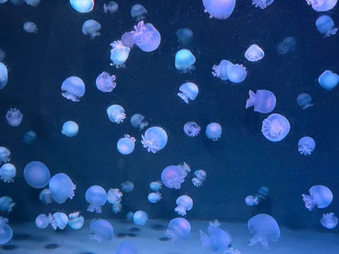 幻想的なクラゲの海