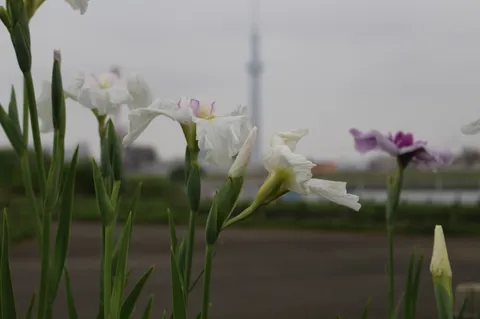 霞む空と菖蒲の静寂