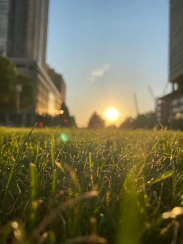 草むらの世界、夕陽が染める街