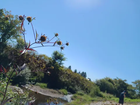 青空とつぼみのゆらぎ