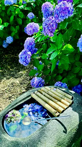 紫陽花と手水鉢の静寂